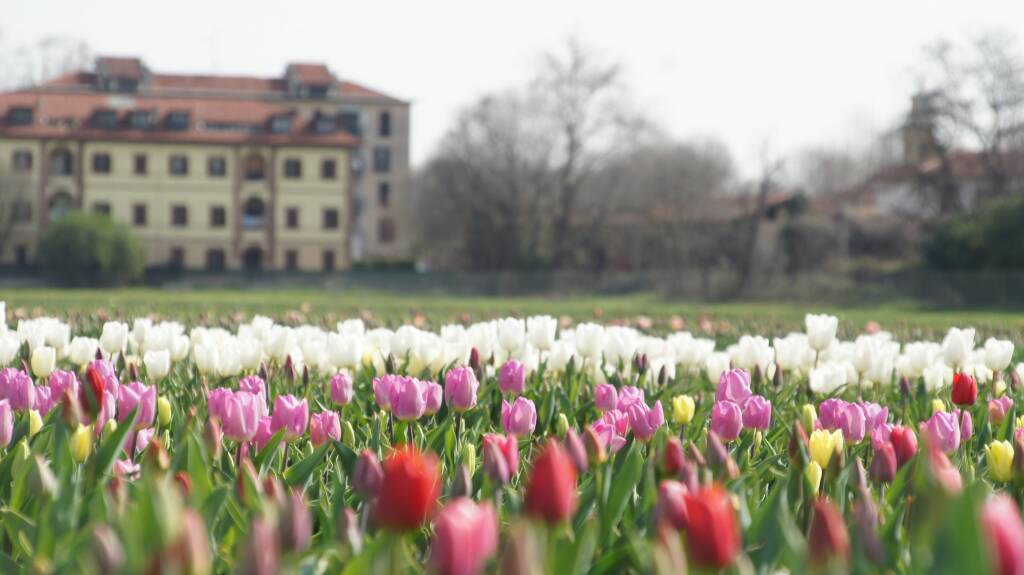 Arese si tinge di colori primaverili con l'apertura del campo di tulipani sabato 18 marzo