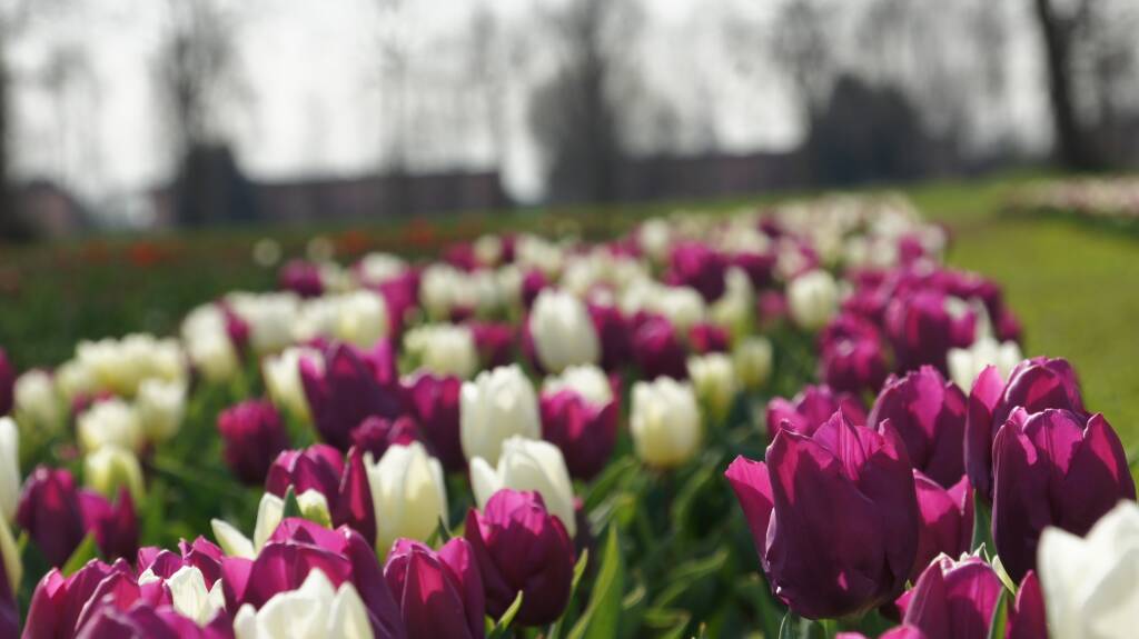 Arese si tinge di colori primaverili con l'apertura del campo di tulipani sabato 18 marzo