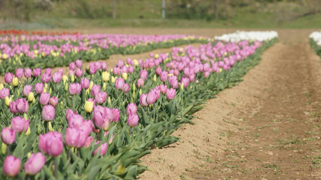 Arese si tinge di colori primaverili con l'apertura del campo di tulipani sabato 18 marzo