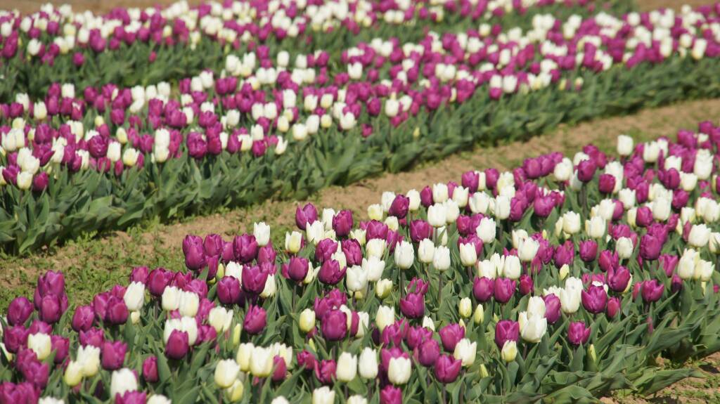 Arese si tinge di colori primaverili con l'apertura del campo di tulipani sabato 18 marzo