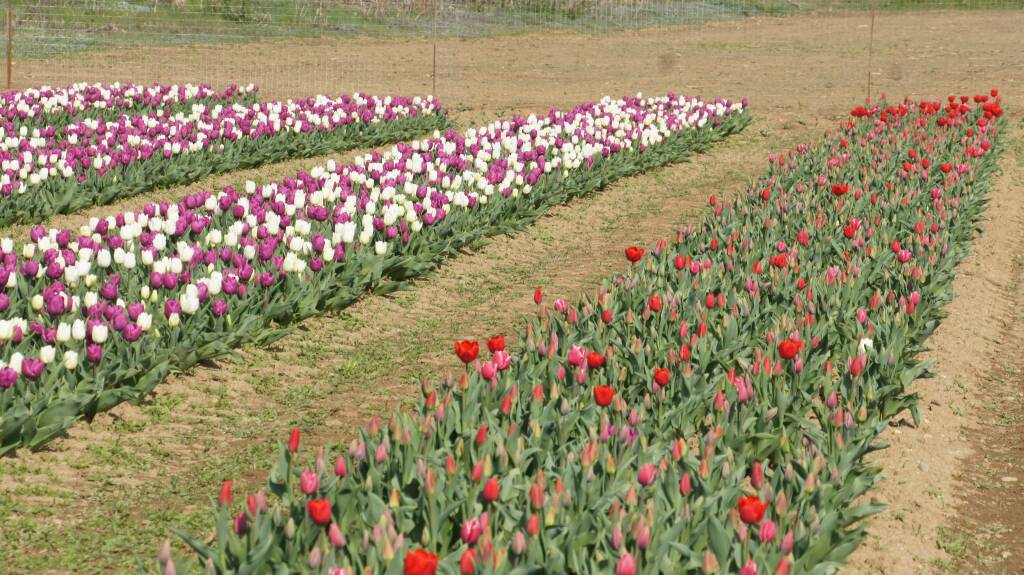 Arese si tinge di colori primaverili con l'apertura del campo di tulipani sabato 18 marzo
