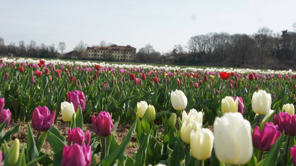 Arese si tinge di colori primaverili con l'apertura del campo di tulipani sabato 18 marzo