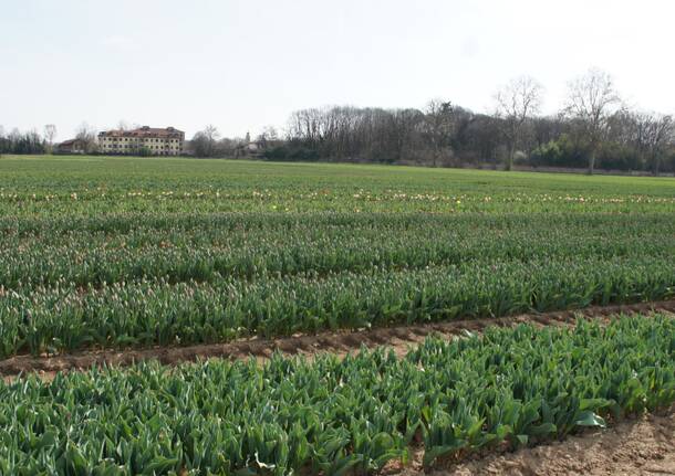 Arese si tinge di colori primaverili con l’apertura del campo di tulipani sabato 18 marzo