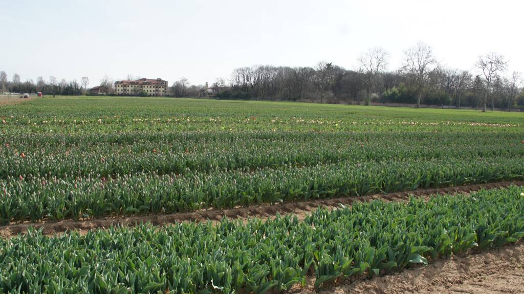 Arese si tinge di colori primaverili con l'apertura del campo di tulipani sabato 18 marzo