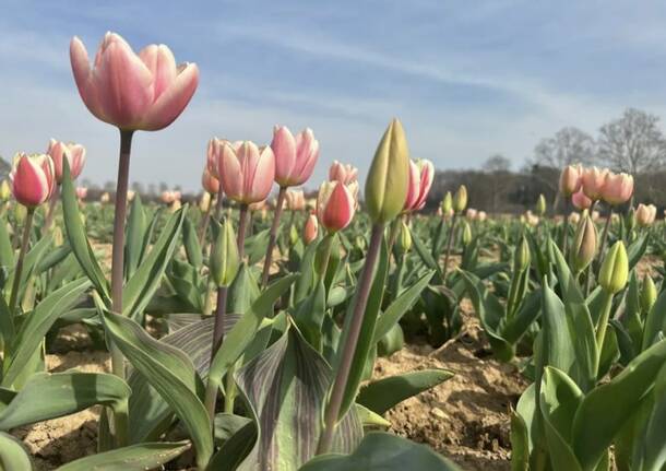 Campo tulipani Arese