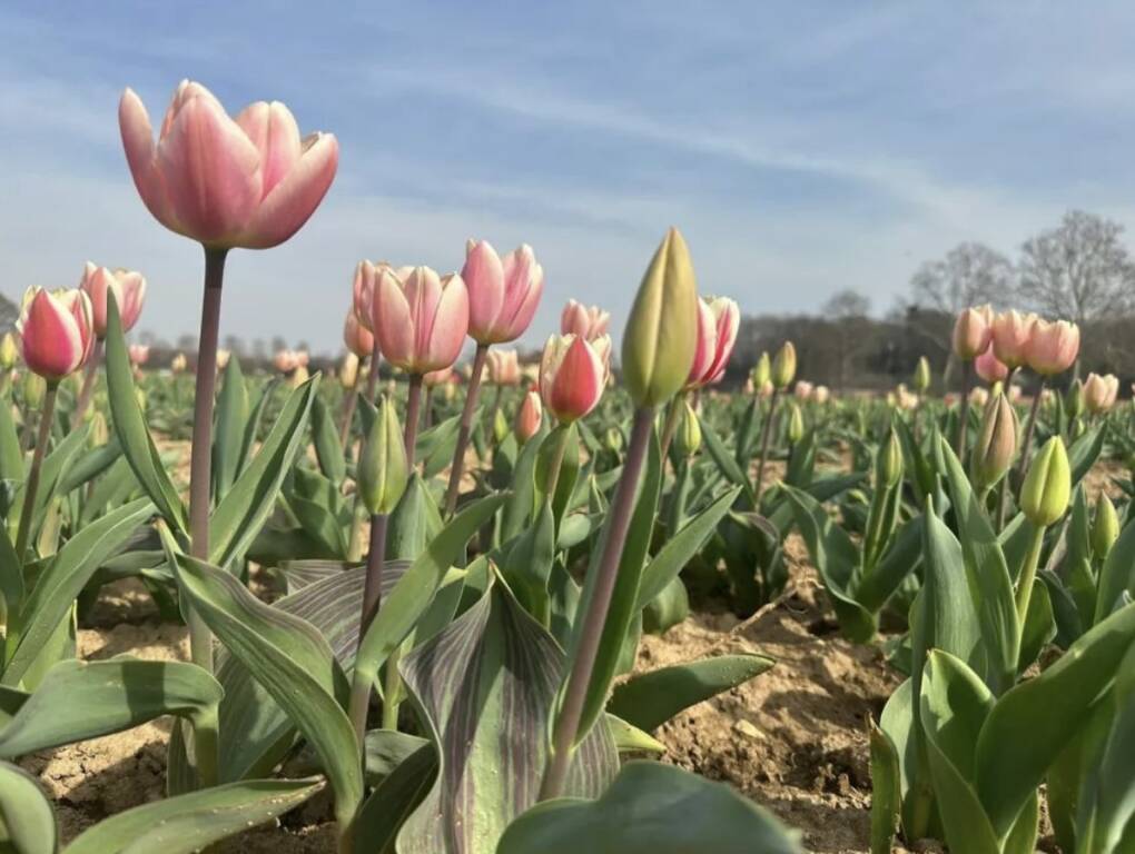 Campo tulipani Arese