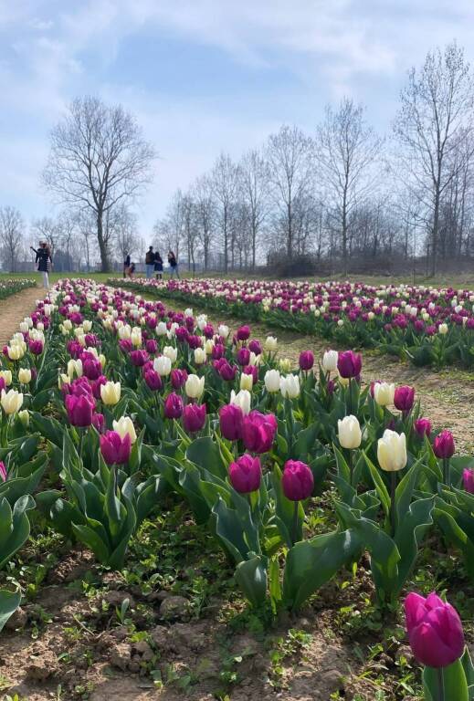 Campo tulipani Arese