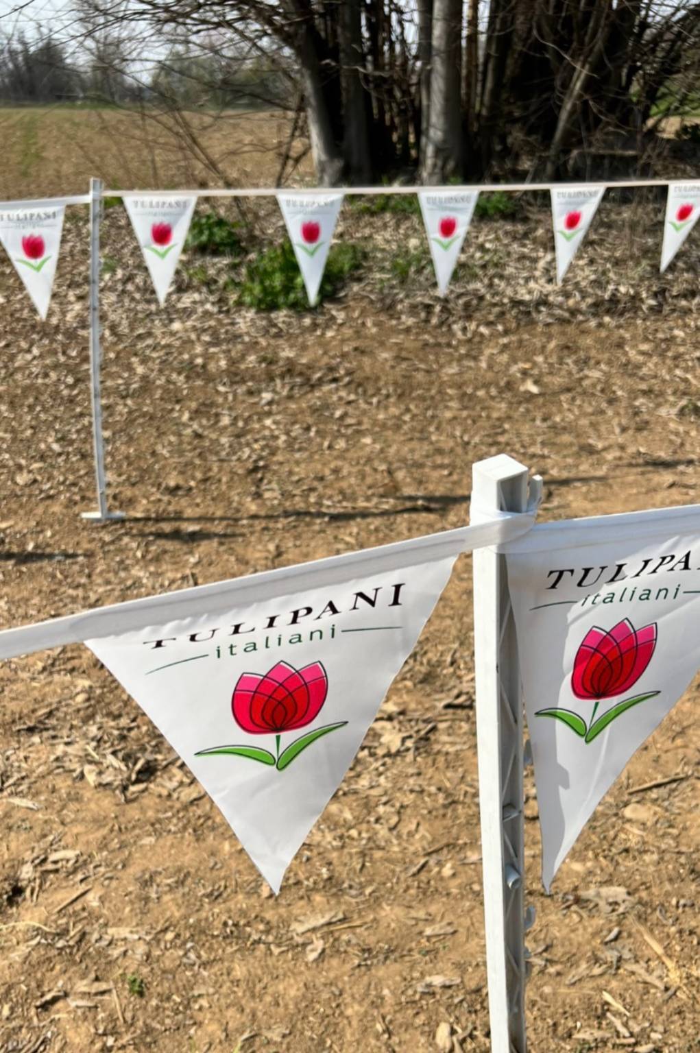 Campo tulipani Arese