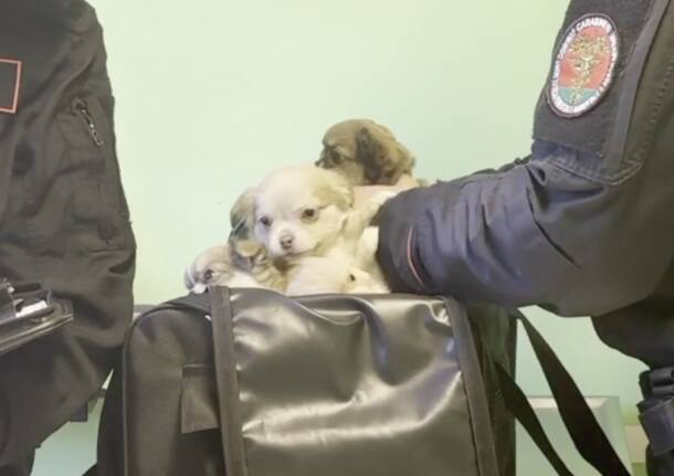 Cani sequestrati dai carabinieri forestali