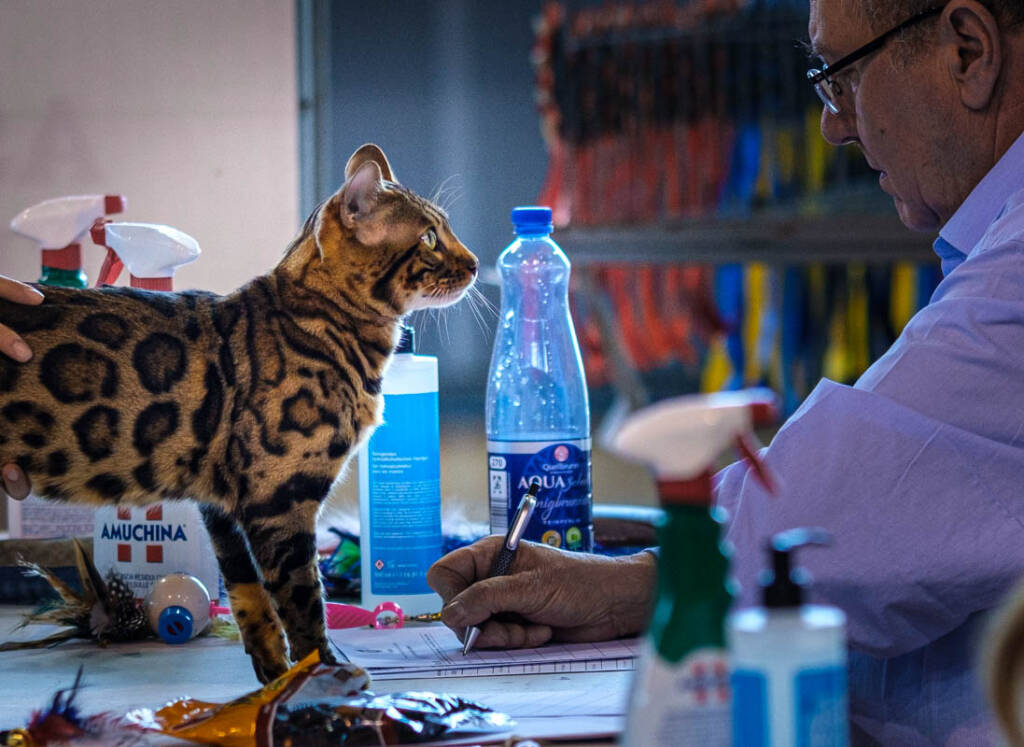 Gatti esposizione carnago