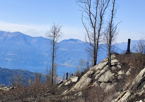 Cosa resta della pineta di Montegrino dopo l’incendio