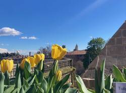 Lombardia - La primavera nei parchi lombardi