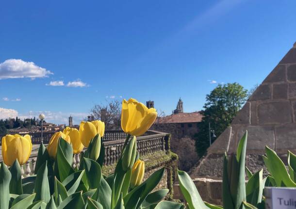 Sboccia la primavera nei parchi di Lombardia