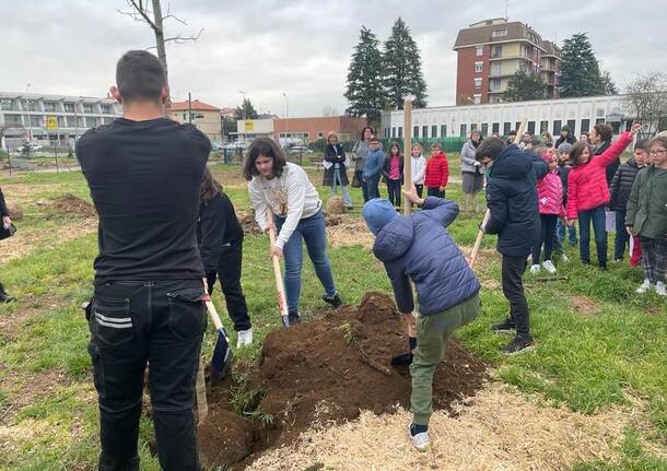 16 nuove piante al Parco dei Platani di Castellanza