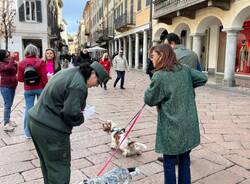 Parte la campagna per l'obbligo di sciacquare la pipi del cane