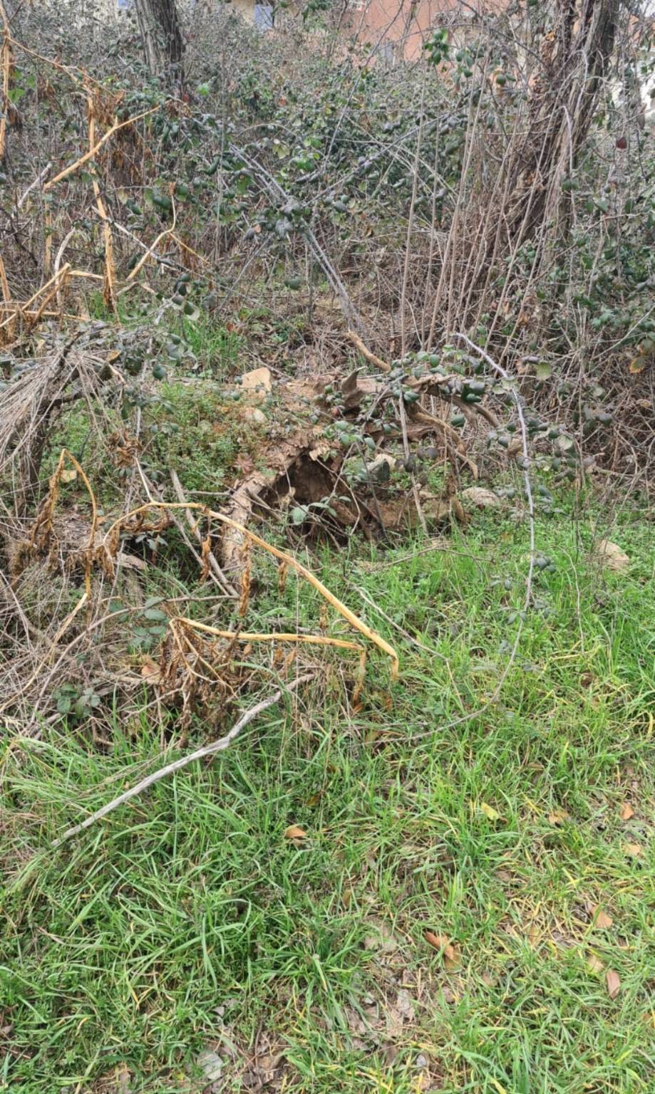 "Rifiuti, alberi pericolanti e degrado nella periferia di Legnano"