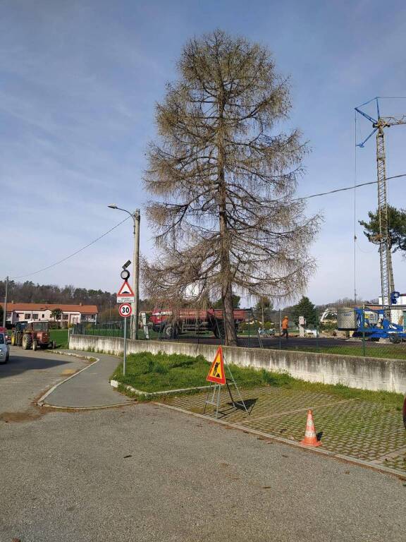 taglio alberi scuola castelseprio