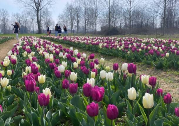 I tulipani di Arese