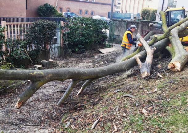 Varese - Abbattuto il vecchio faggio della Brunella