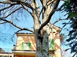 Varese - Abbattuto il vecchio faggio della Brunella