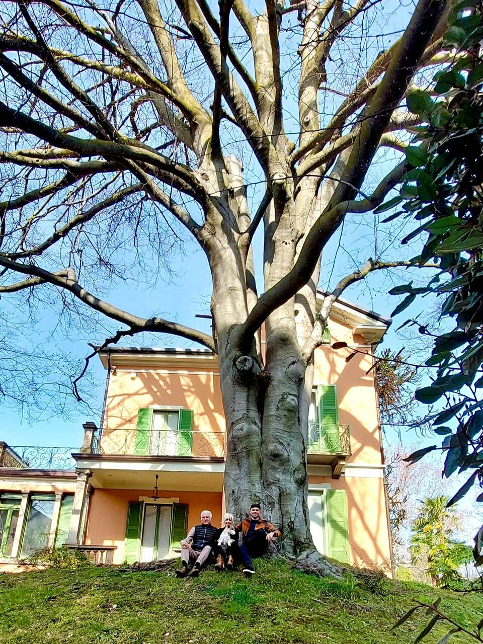 Varese - Abbattuto il vecchio faggio della Brunella