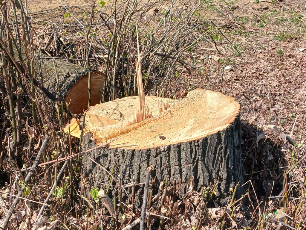 abbattimento alberi casorate sempione ferrovia malpensa