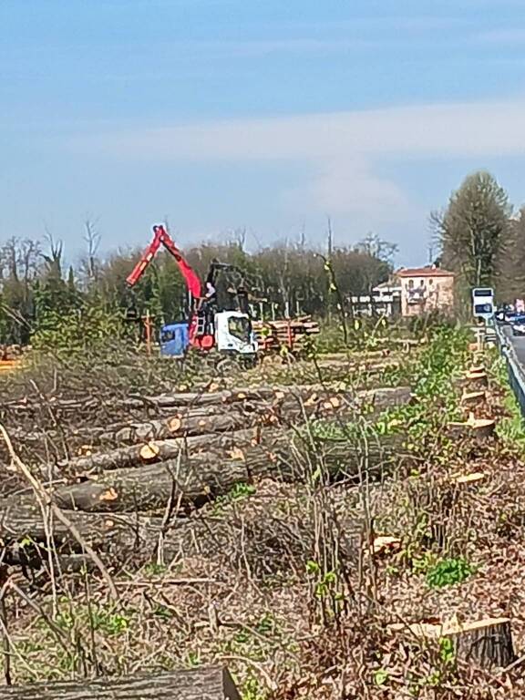 abbattimento alberi casorate sempione ferrovia malpensa