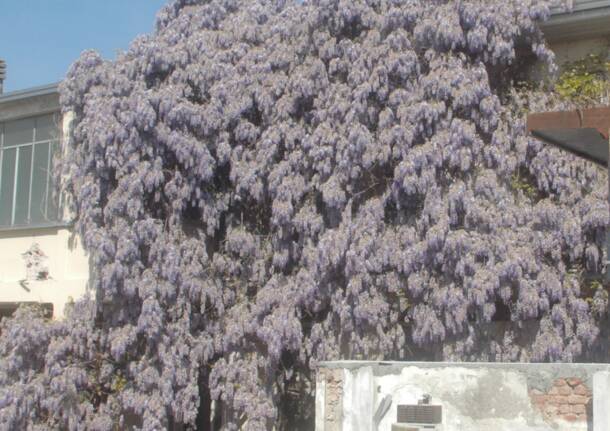 Glicine a Sacconago (Busto Arsizio)