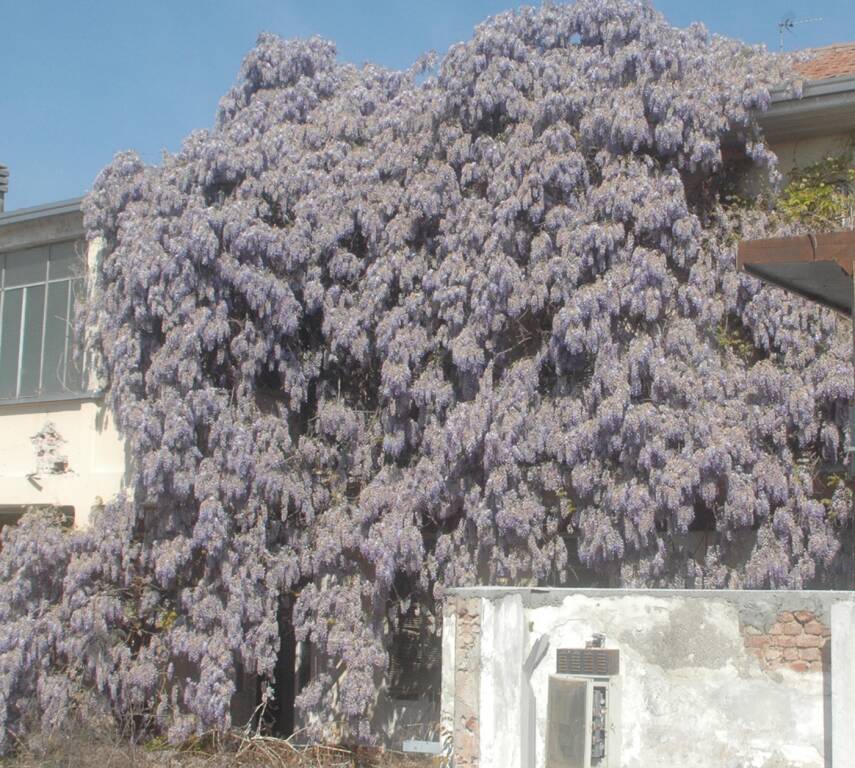 Glicine a Sacconago (Busto Arsizio)