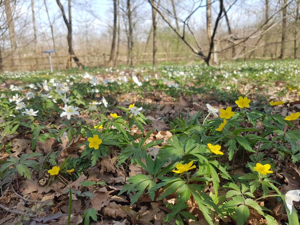 Centro biodiversità Parco Lura