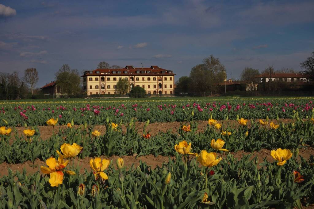 Il campo di tulipani di Arese - foto di Ulisse Piana