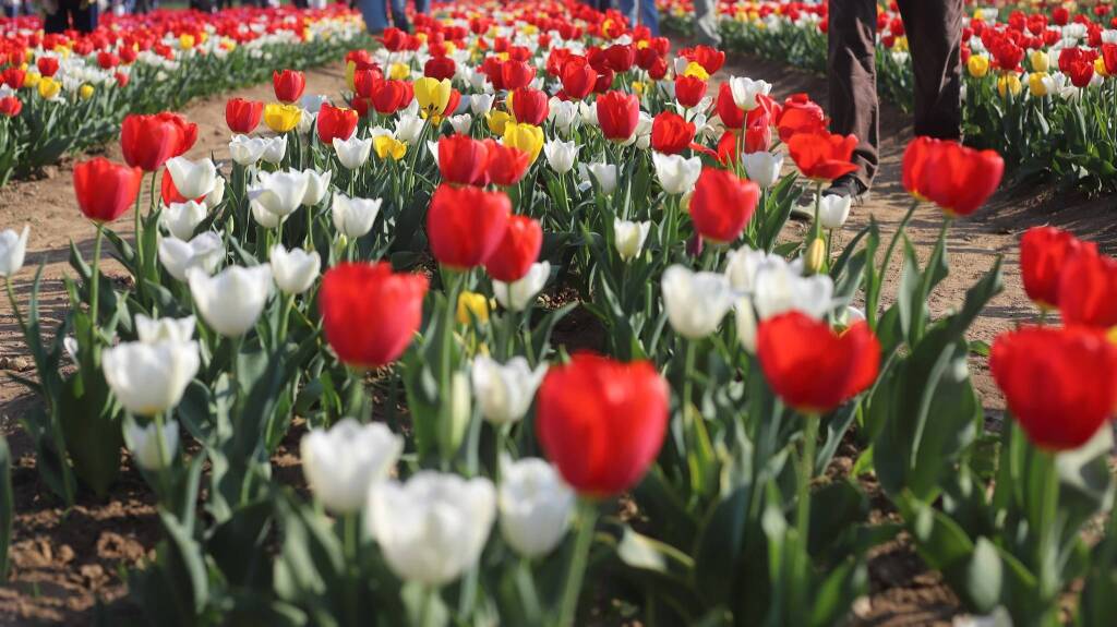 Il campo di tulipani di Arese - foto di Ulisse Piana