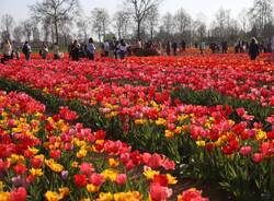 Il campo di tulipani di Arese - foto di Ulisse Piana