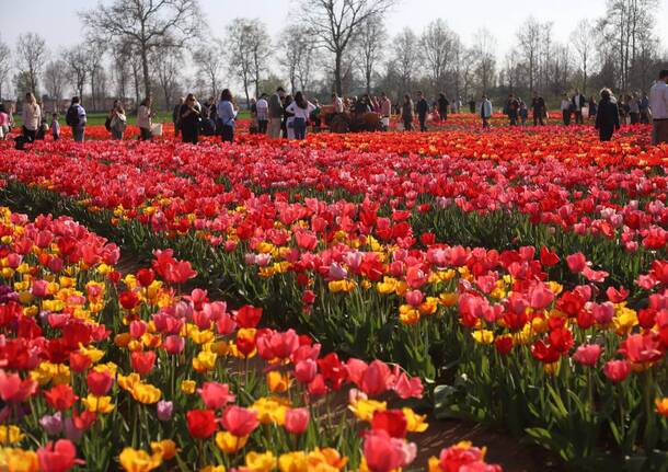 Il campo di tulipani di Arese - foto di Ulisse Piana