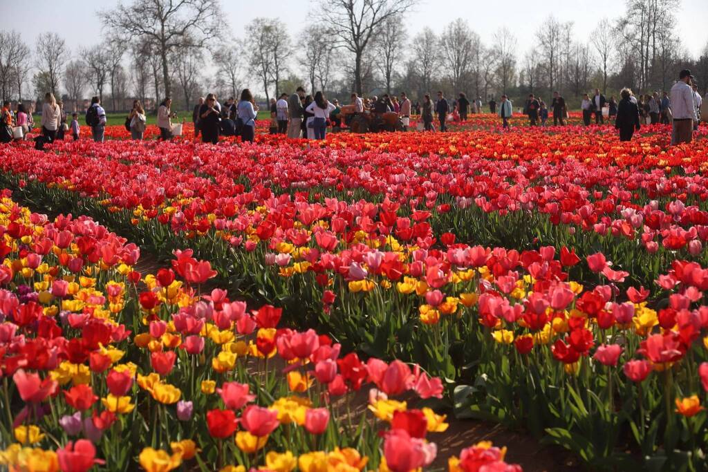 Il campo di tulipani di Arese - foto di Ulisse Piana