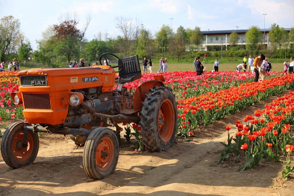 Il campo di tulipani di Arese - foto di Ulisse Piana