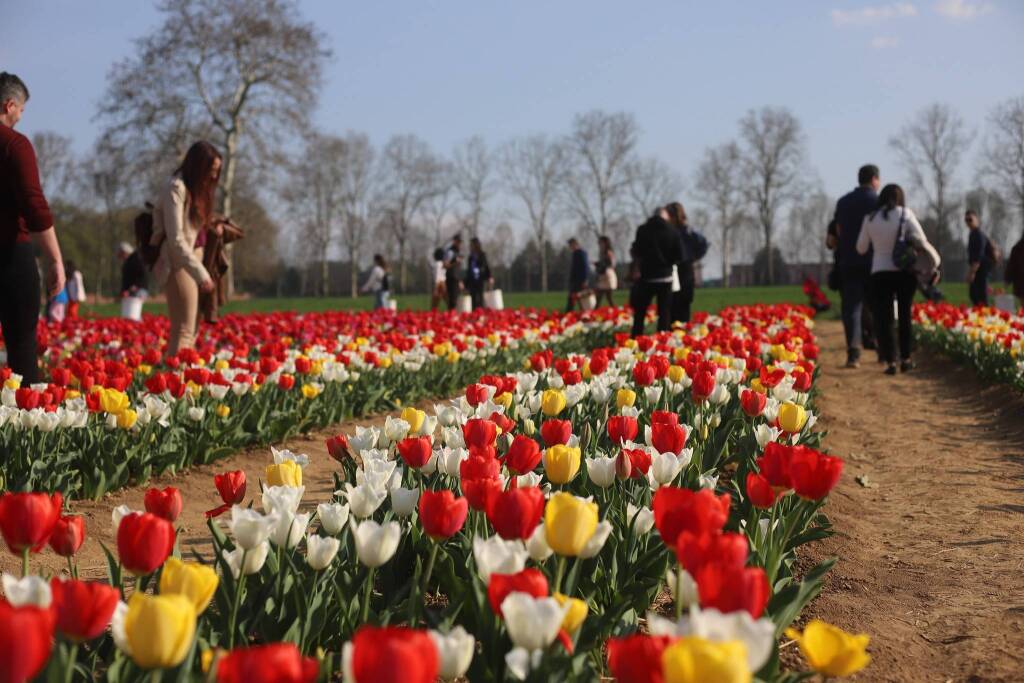 Il campo di tulipani di Arese - foto di Ulisse Piana