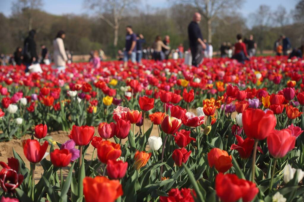 Il campo di tulipani di Arese - foto di Ulisse Piana