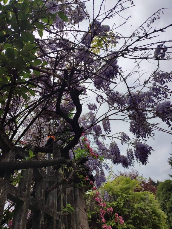 Il glicine al Campo al Sacro Monte di Varese 