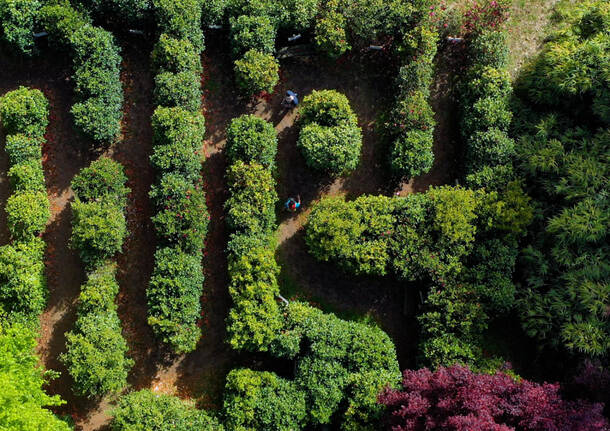 Il labirinto delle camelie di Laveno Mombello