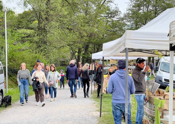 Infiorita a Ispra di Laveno Mombello 