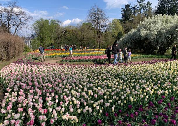 La fioritura dei tulipani a Villa Taranto