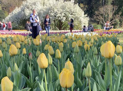 La fioritura dei tulipani a Villa Taranto