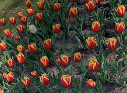 La fioritura dei tulipani a Villa Taranto