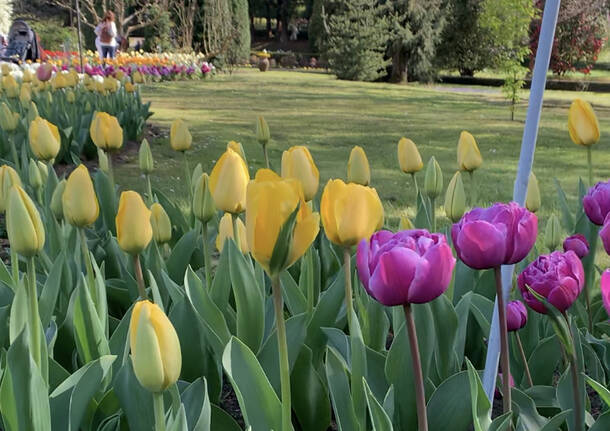 La fioritura dei tulipani a Villa Taranto