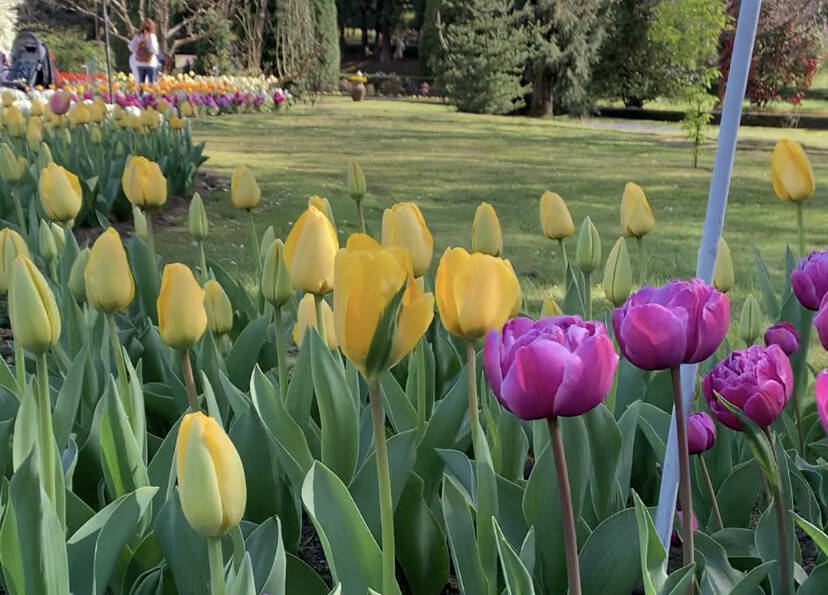 La fioritura dei tulipani a Villa Taranto