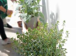 La scuola primaria di Somma diventa più green
