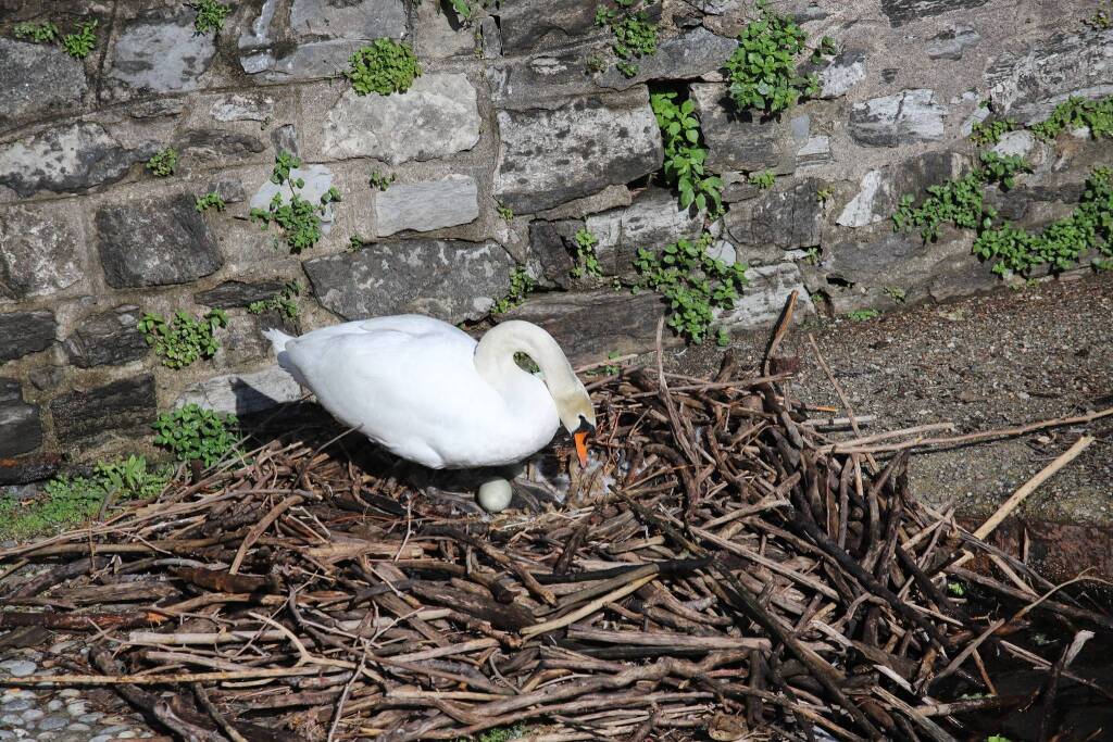 Le uova dei cigni a Laveno Mombello 