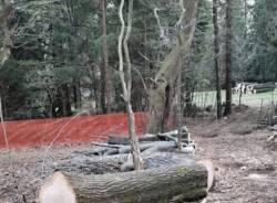 Taglio alberi Luvinate