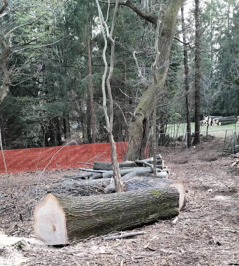 Taglio alberi Luvinate